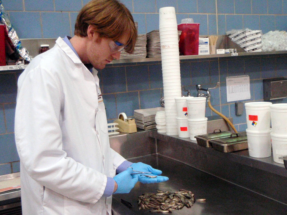 Nick Phelps working with fish in a lab