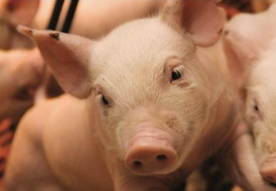 Image of a piglet