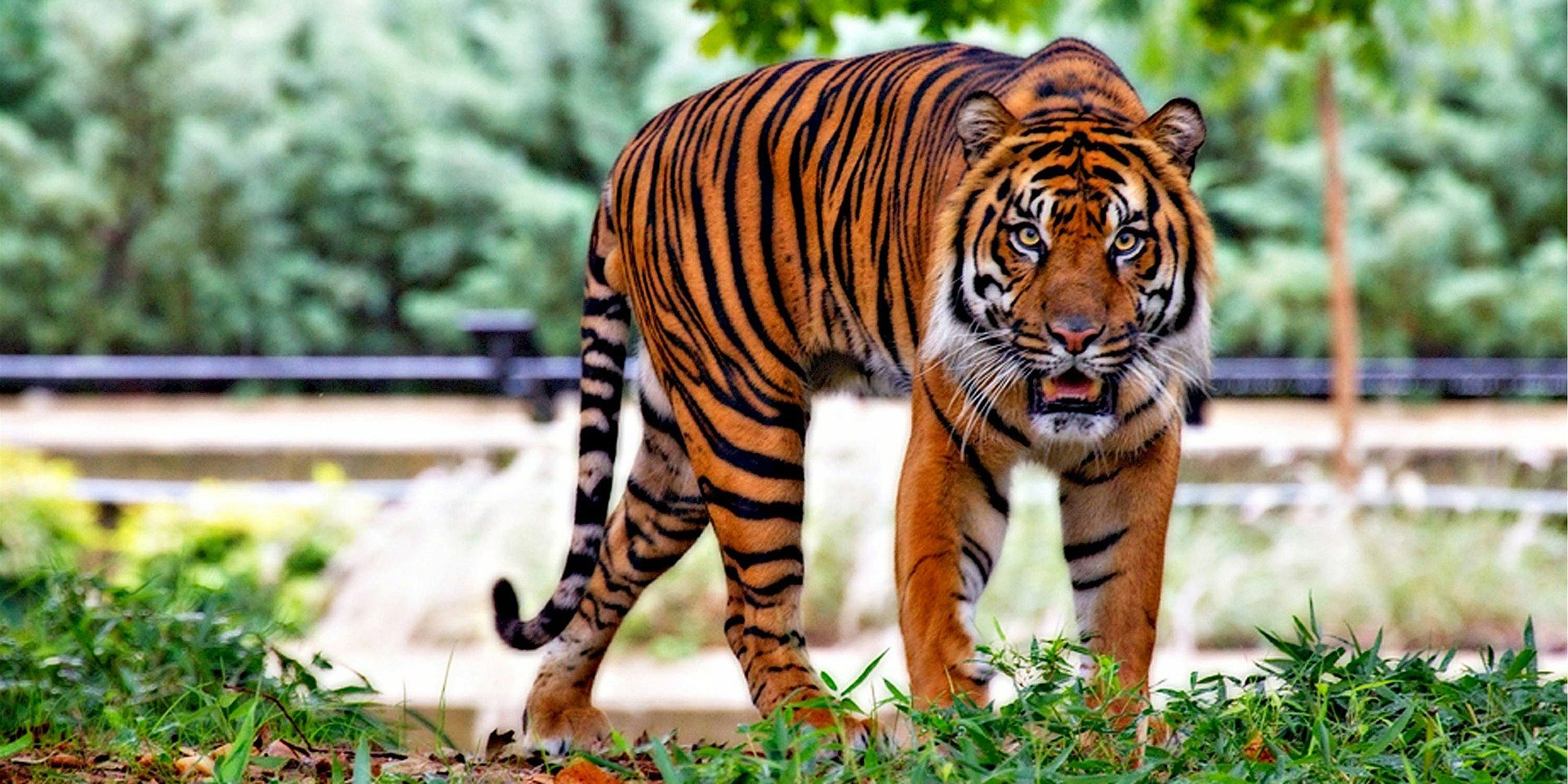 Tiger standing, looking towards the camera
