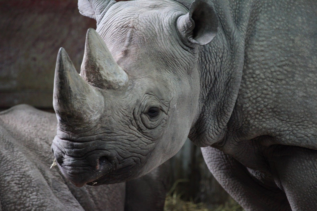A rhino looking toward the camera