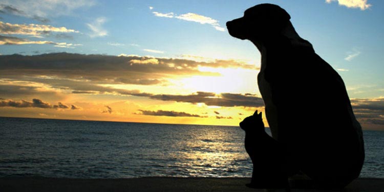 silhouette of a cat and dog in front of a sunset