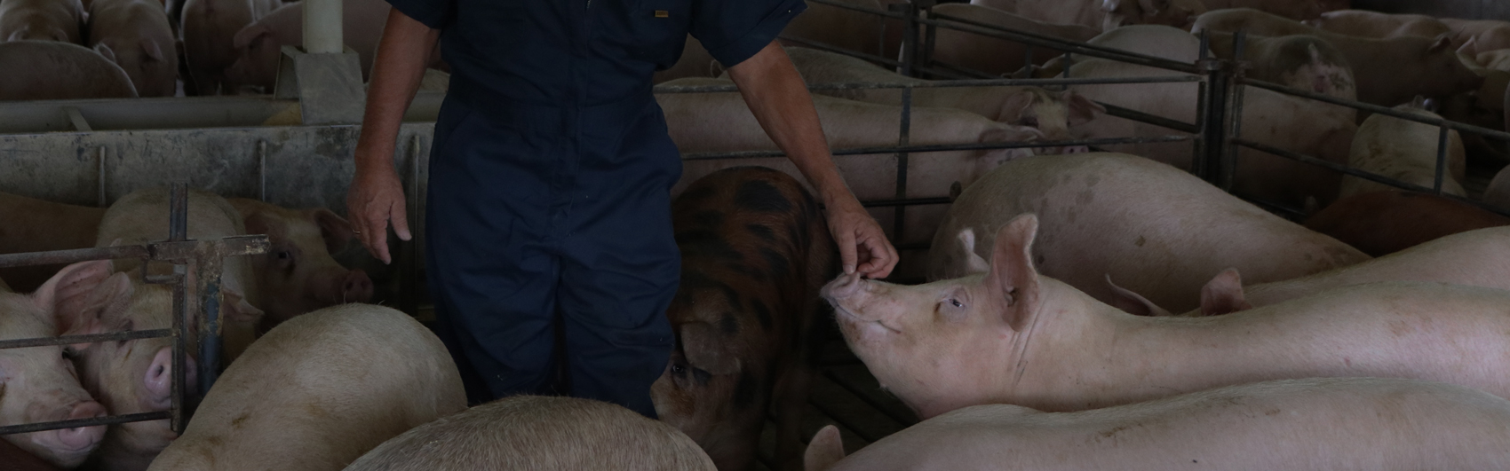 Farmer reaches out for a pig in a pen