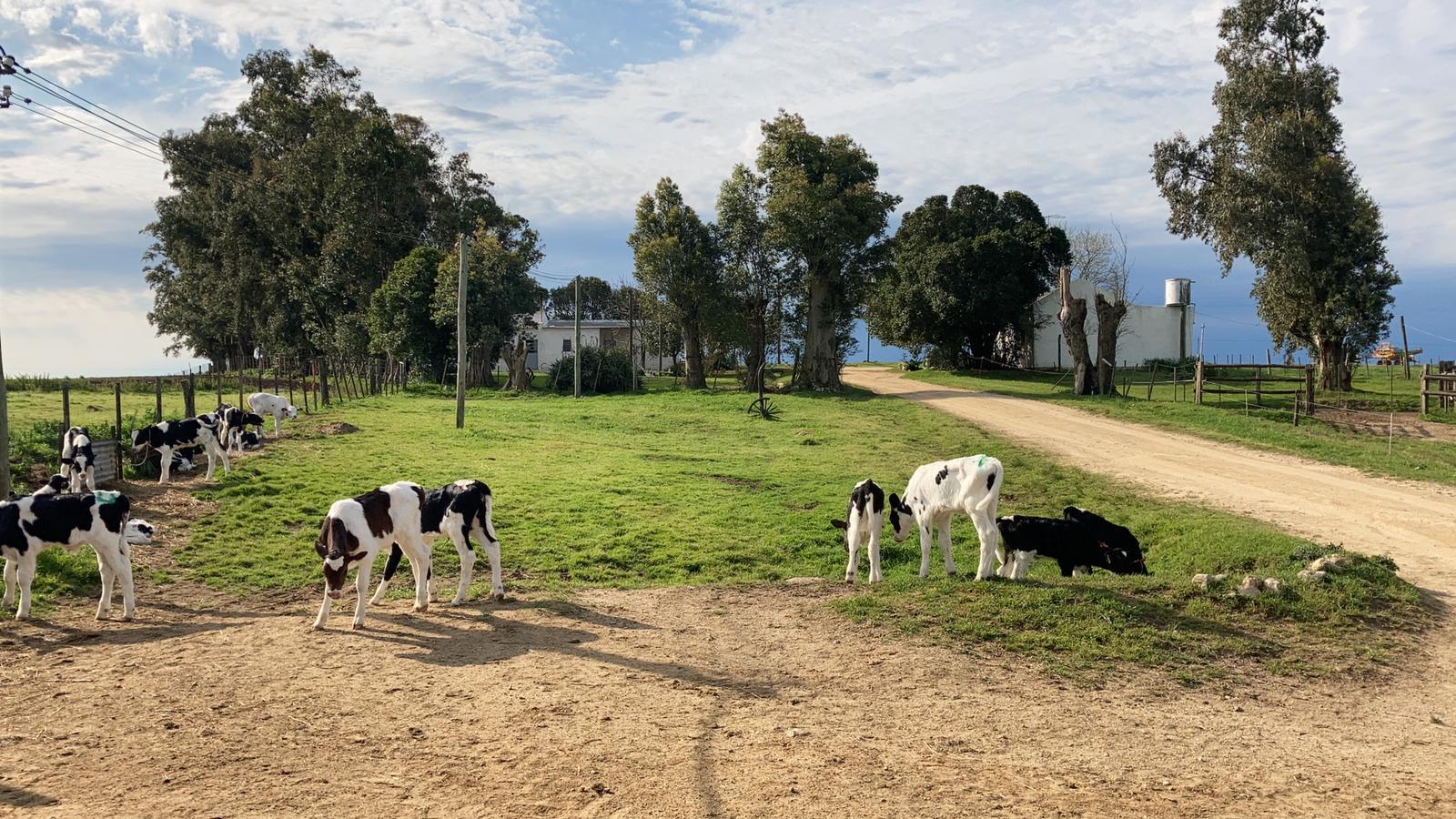 Cows on a dairy farm in Uruguay