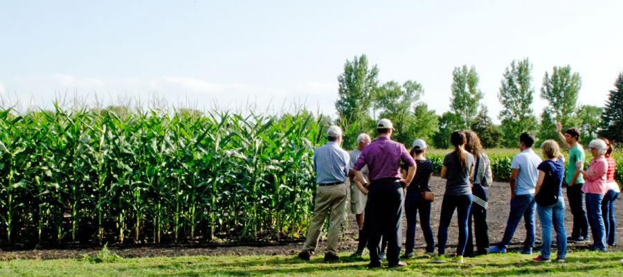 people standing in a corn field