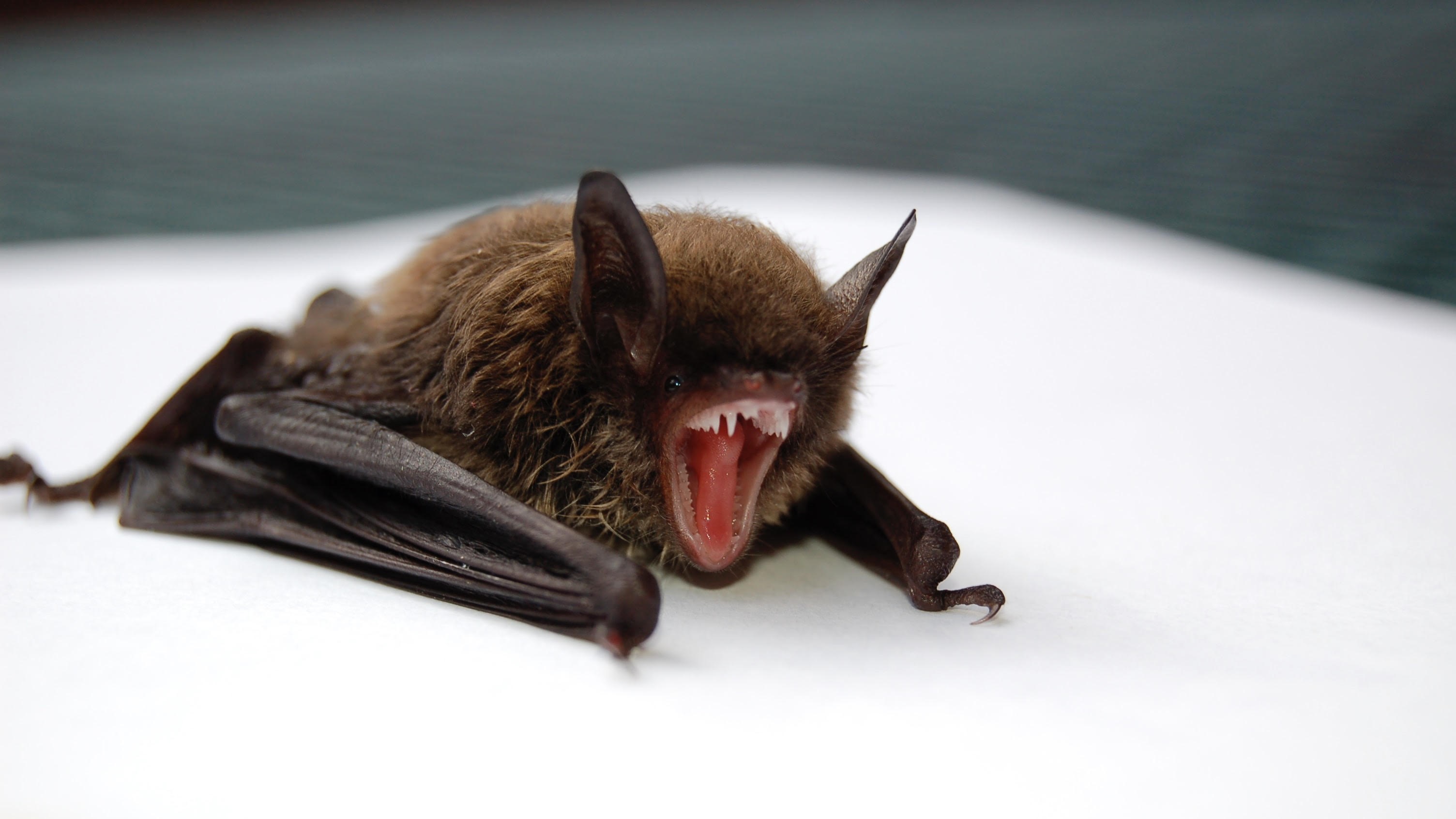 A photo of a bat with an open mouth