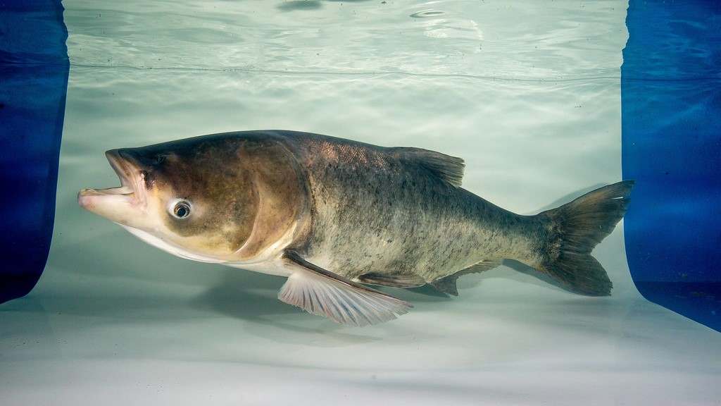 An invasive carp found in Minnesota.