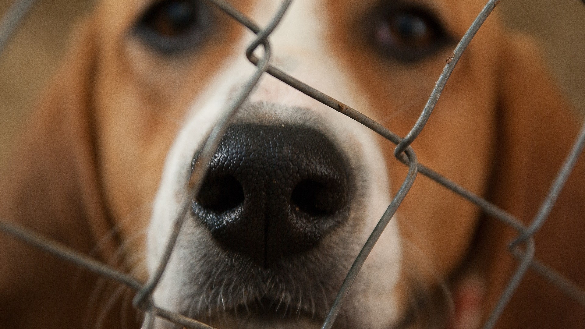 Close up of dog in kennel. 