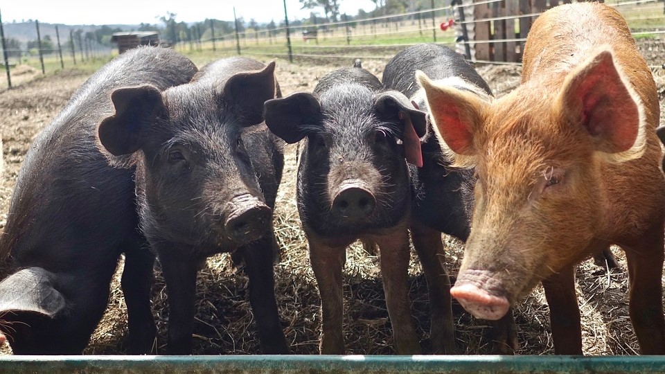 The fight continues against African swine fever | Center for Animal Health  and Food Safety - University of Minnesota