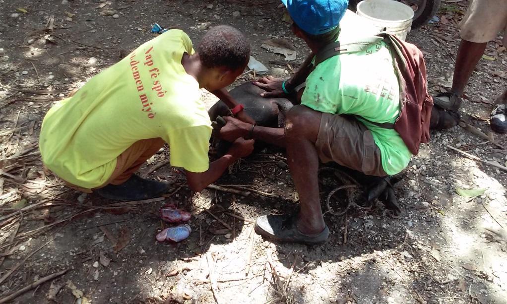 Local Haitin veterinarians practice their new rabies prevention skills