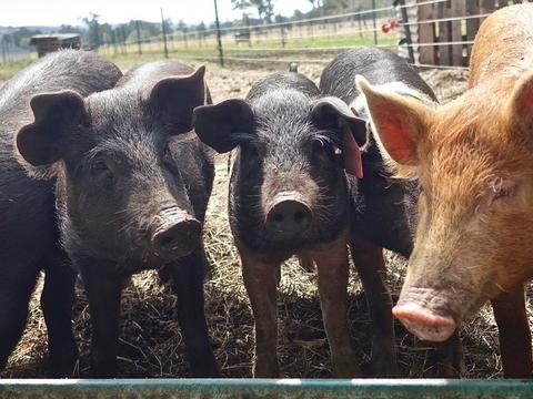 pigs in a pen