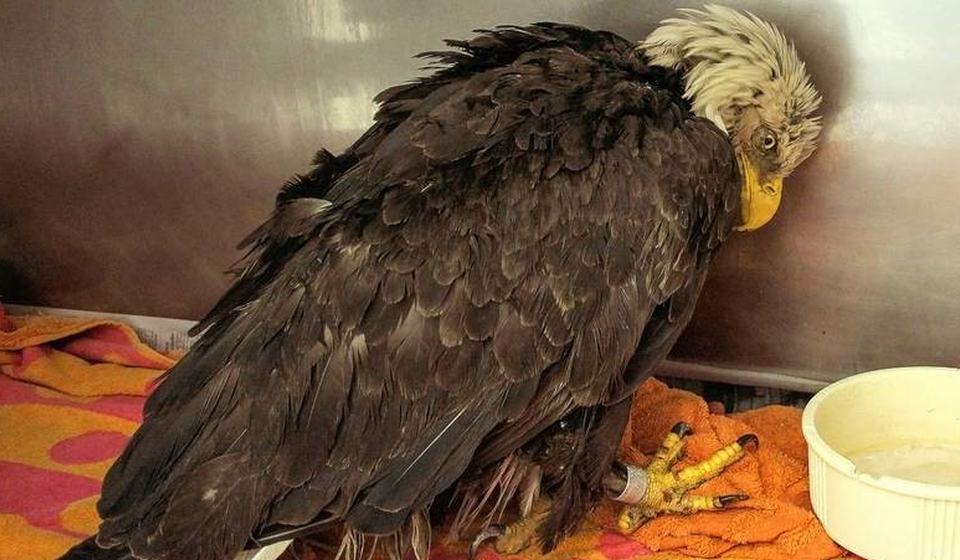 Bald eagle with injuries from lead bullets