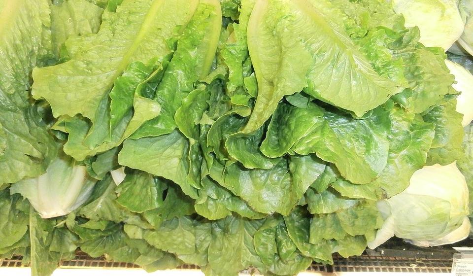 Stack of Romaine lettuce