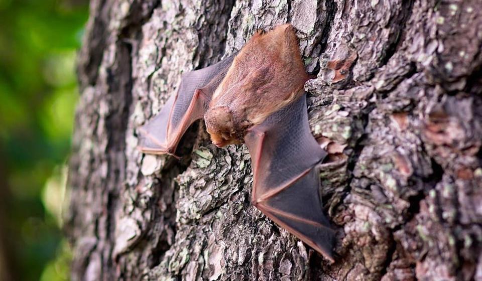 A bat clinging to a tree