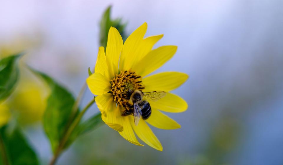 A honeybee on a yellow flower