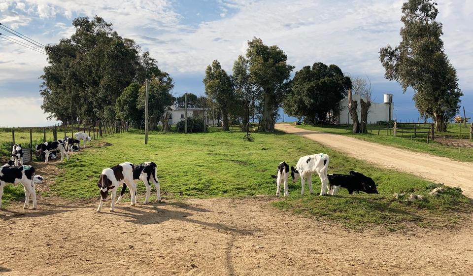 Cows on a dairy farm in Uruguay