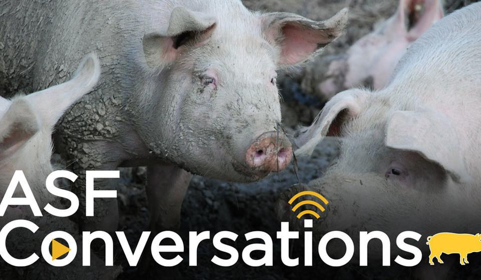 A group of pigs with the ASFConversations logo overlayed 