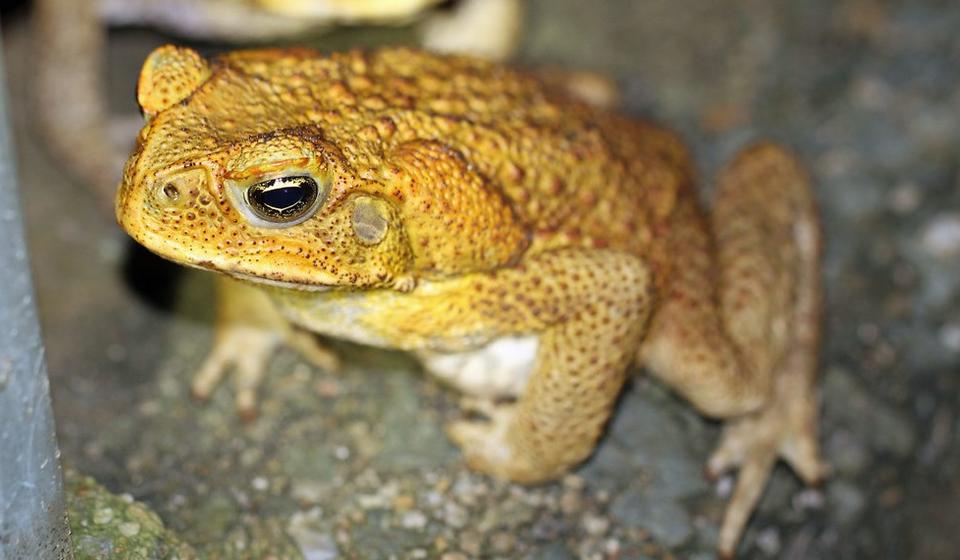 A cane toad, an invasive species in Australia.