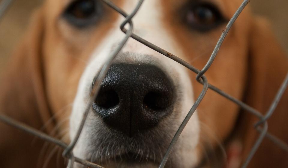 Close up of dog in kennel. 
