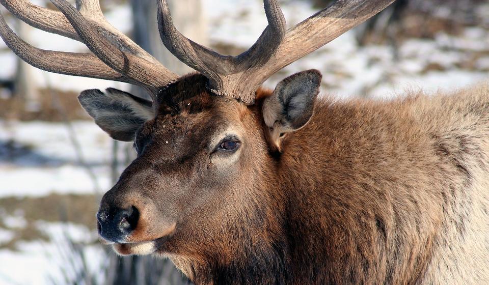 Close up of a large Elk