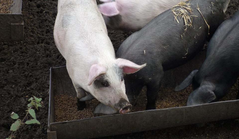 Pigs eating feed from a trough