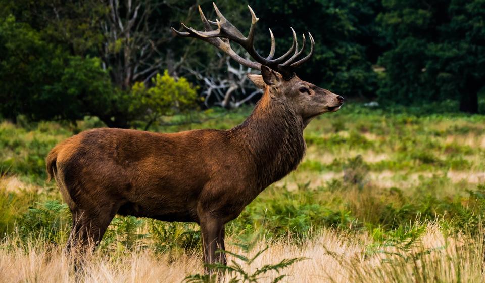 Chronic Wasting Disease affects Elk.