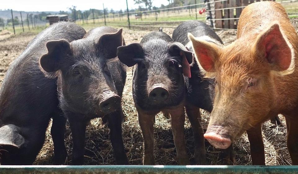 Photo image of a group of swine