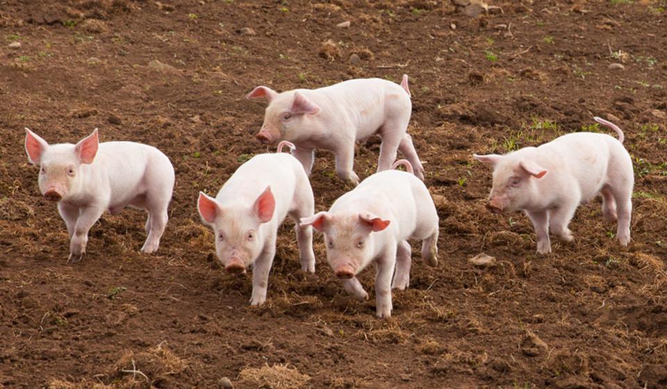 group of 5 small pigs running through dirt
