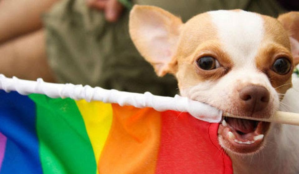Small dog holding rainbow flag in mouth