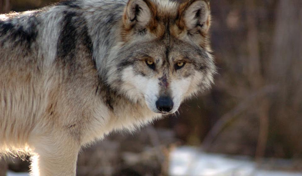 Grey Wolf staring at camera 
