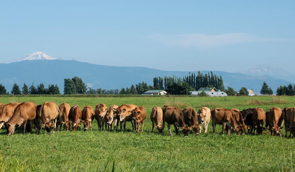 Group of cows in a field 