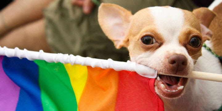Small dog holding rainbow flag in mouth